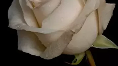 ag qizil gulun menasi