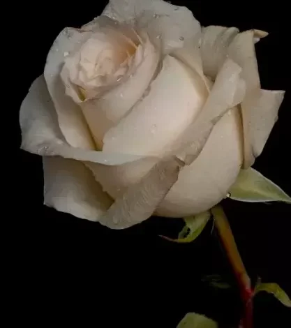 ag qizil gulun menasi