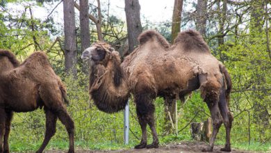 baktrian sozunun menasi
