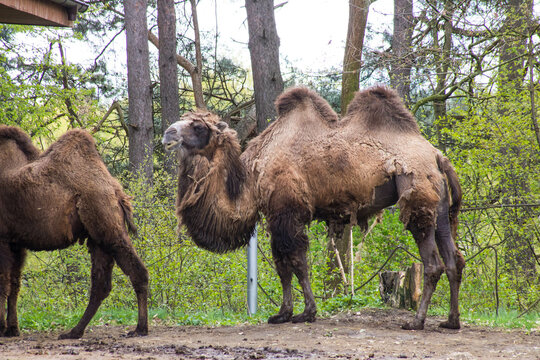 baktrian sozunun menasi