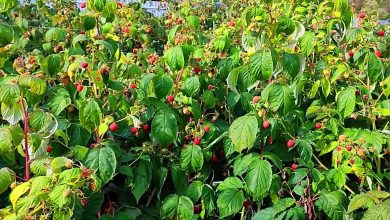 plantasiya sozunun menasi