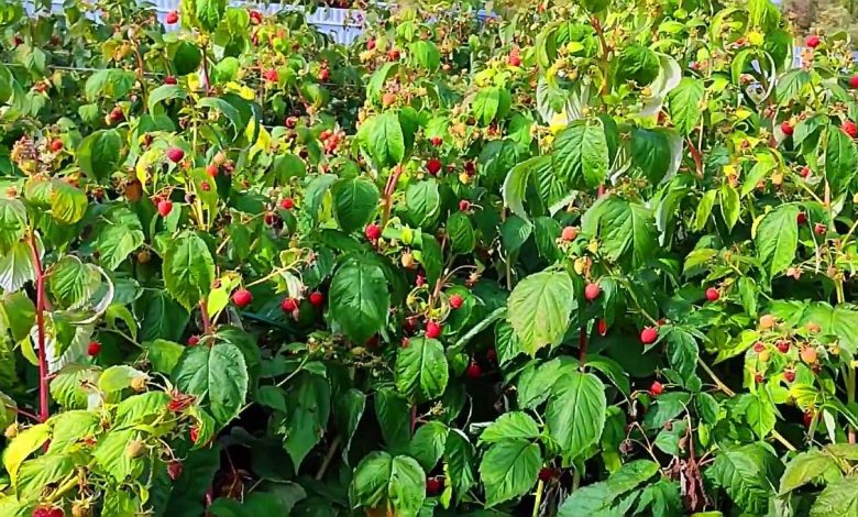 plantasiya sozunun menasi