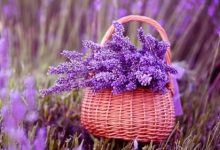 lavanda sozunun menasi