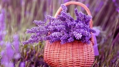 lavanda sozunun menasi