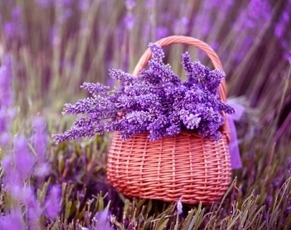 lavanda sozunun menasi